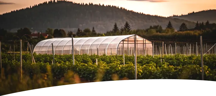 field with tomatoes