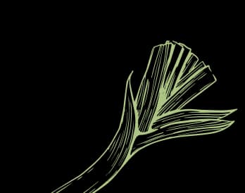 leek