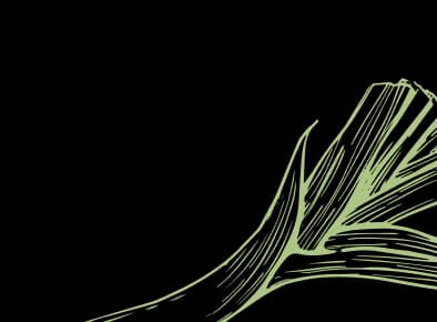 leek